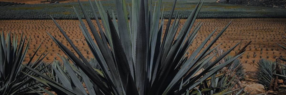 Fondo agaves